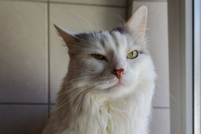 Close-up portrait of white cat at home