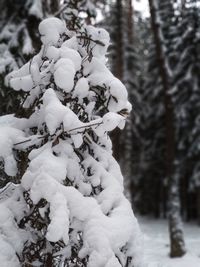 Snow covered trees in forest