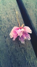 Close-up of pink flower