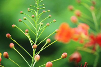 Close-up of flowering plant