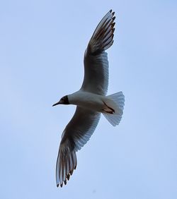 Low angle view of pelican flying against clear sky