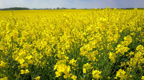 Scenic view of oilseed rape field