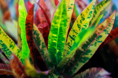 Close-up of plants