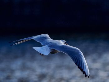 Seagull flying against the sky