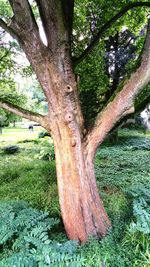 Trees growing in forest