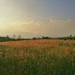 Scenic view of field against sky