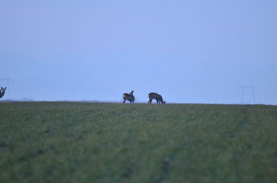 Cows walking on field against clear sky