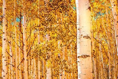 Low angle view of trees in forest during autumn