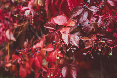 Close-up of red maple leaves on plant during autumn