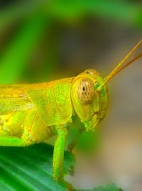 Close-up of caterpillar on leaf