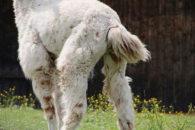 Horse standing on field