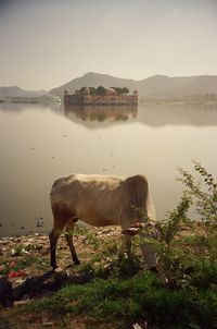 Cow eats among the litter with a palace in the background.  udaipur, india