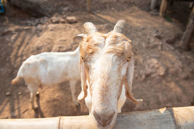 Close-up of a horse