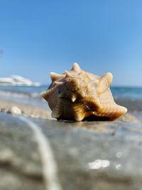 Close-up of seashell on beach