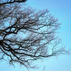 Low angle view of bare tree against clear blue sky