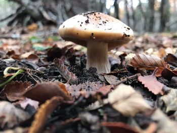 Close-up of mushroom growing on field