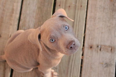 Close-up portrait of dog