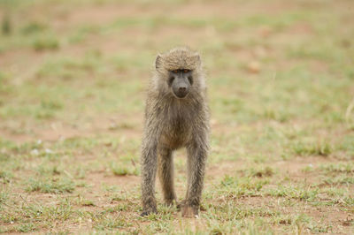 Portrait of monkey on field