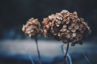 Close-up of flowers blooming in park at dusk