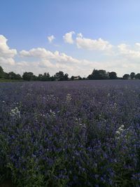 Purple flowering plants on field against sky