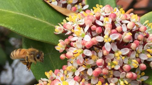 Close-up of honey bee on pink flower