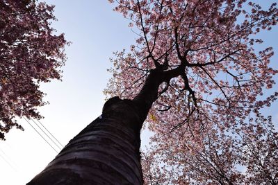 Low angle view of cherry blossoms against sky