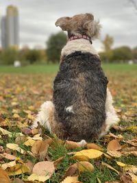 Dog sitting on field during autumn