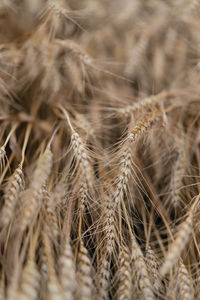 Close-up of stalks in field