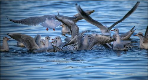 Flock of seagulls swimming in sea