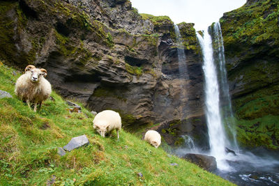 View of sheep on rocks