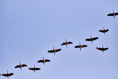 Low angle view of birds flying in sky