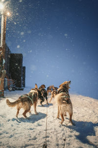 Dogs on snow covered field
