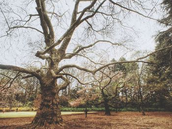 Bare trees against sky