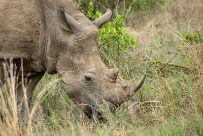 White rhino grazing in field