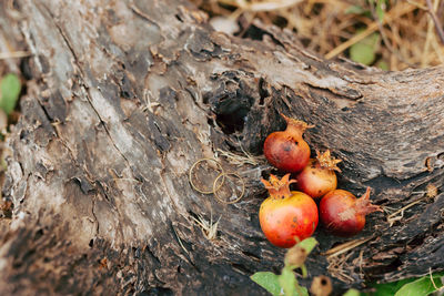 High angle view of fruits growing on field