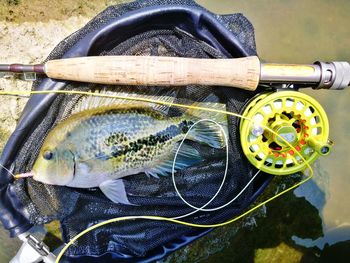 Directly above shot of fish with fishing rod on rock