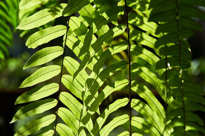 Sunlight on the fern leaves