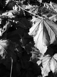 Leaves on ground