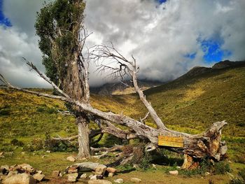 Bare tree on landscape against sky