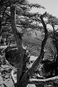 Bare tree on landscape against sky