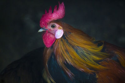 Close-up of rooster