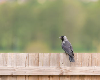 View of bird perching on wooden fence