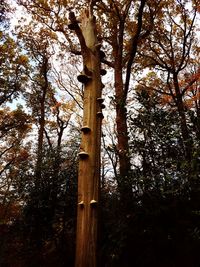 Low angle view of trees against sky