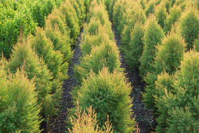 High angle view of pine trees in forest