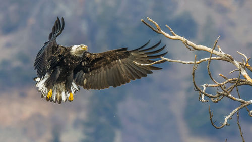 Low angle view of eagle flying by bare tree 