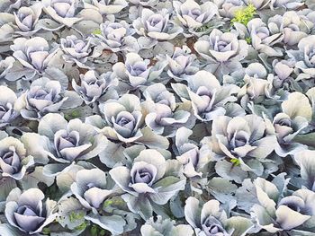 Close-up of flowers blooming outdoors