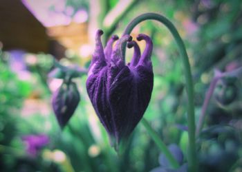 Close-up of purple flowering plant