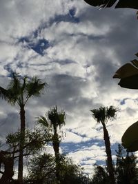 Low angle view of palm trees against cloudy sky