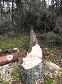 View of tree stump in forest