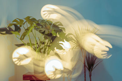 Close-up of plant with long exposure light play